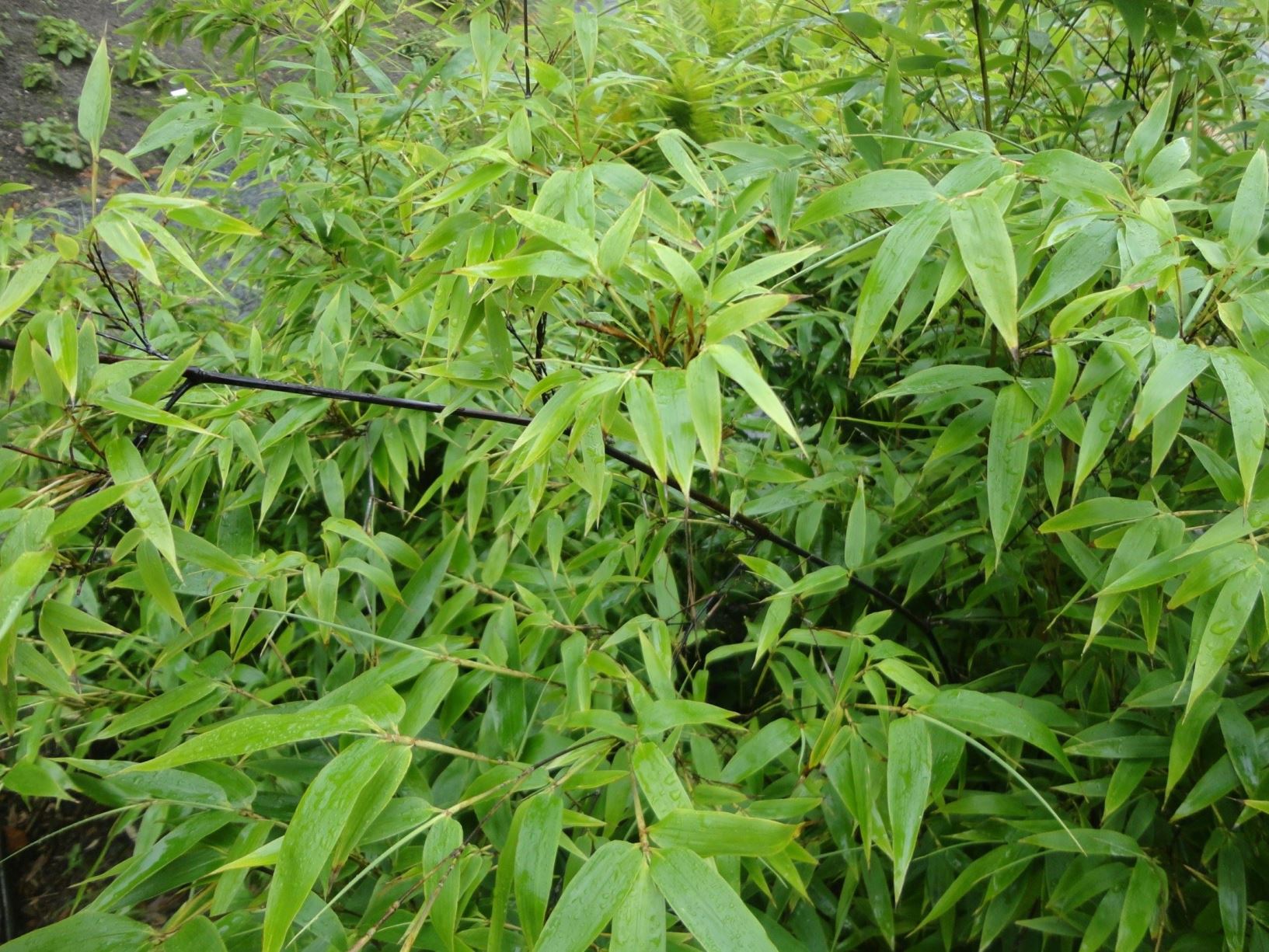 Phyllostachys Nigra Zwarte Bamboe Ebony Bamboo Black Japanese