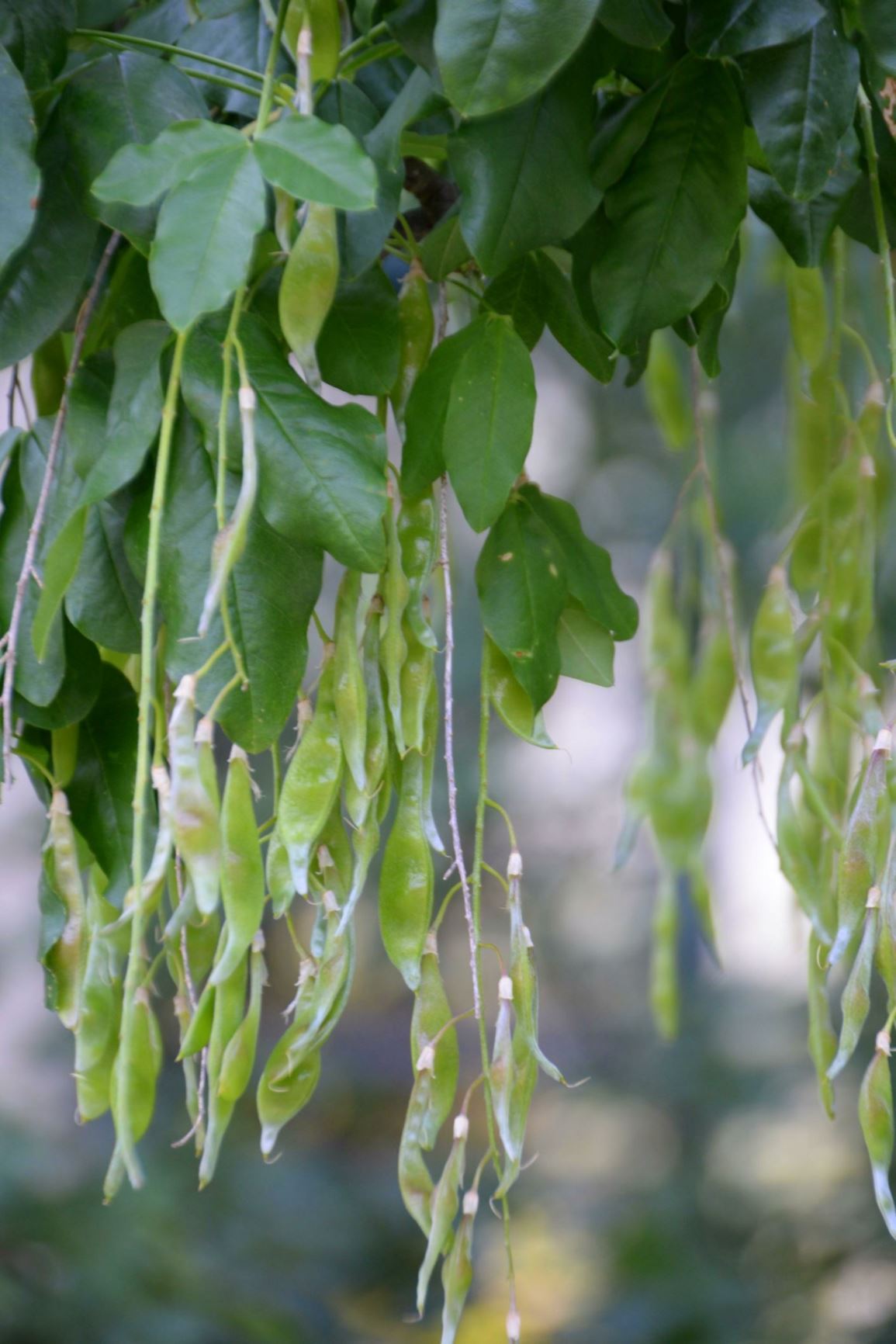 Laburnum Anagyroides Goudenregen Golden Chain Golden Rain Cytise