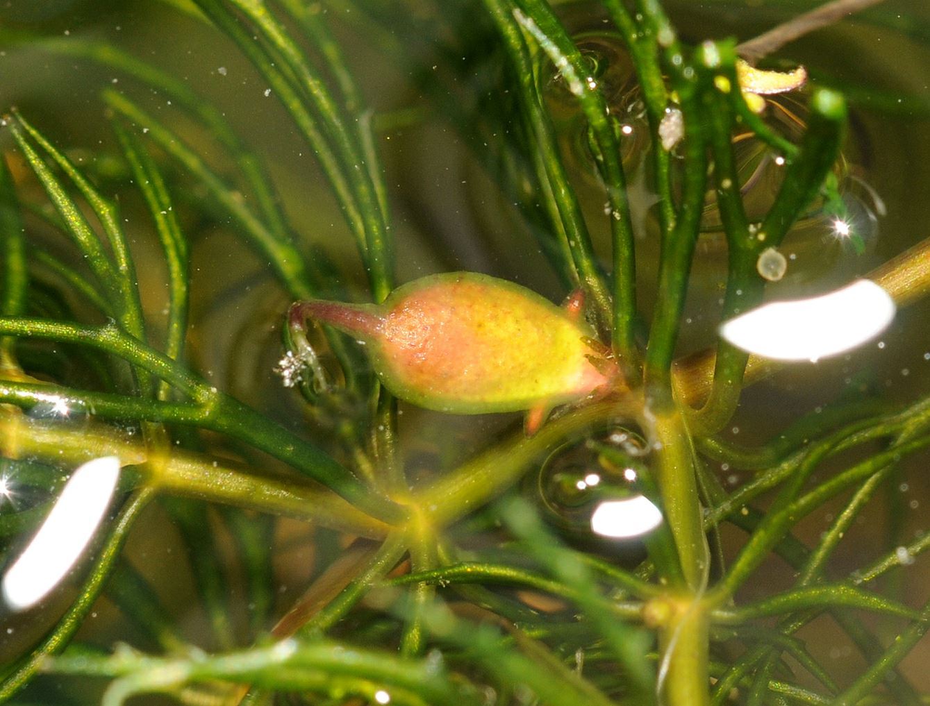 Ceratophyllum Demersum Grof Hoornblad Rigid Hornwort Hortus