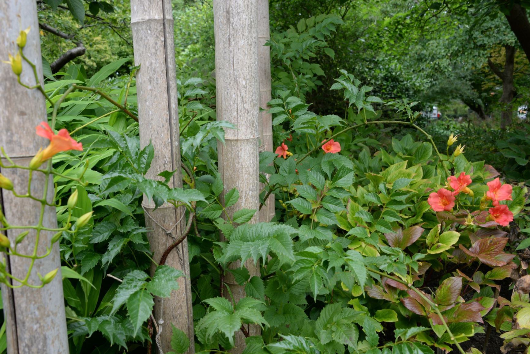 Campsis grandiflora Trompetklimmer Chinese trumpet creeper 凌霄 ling