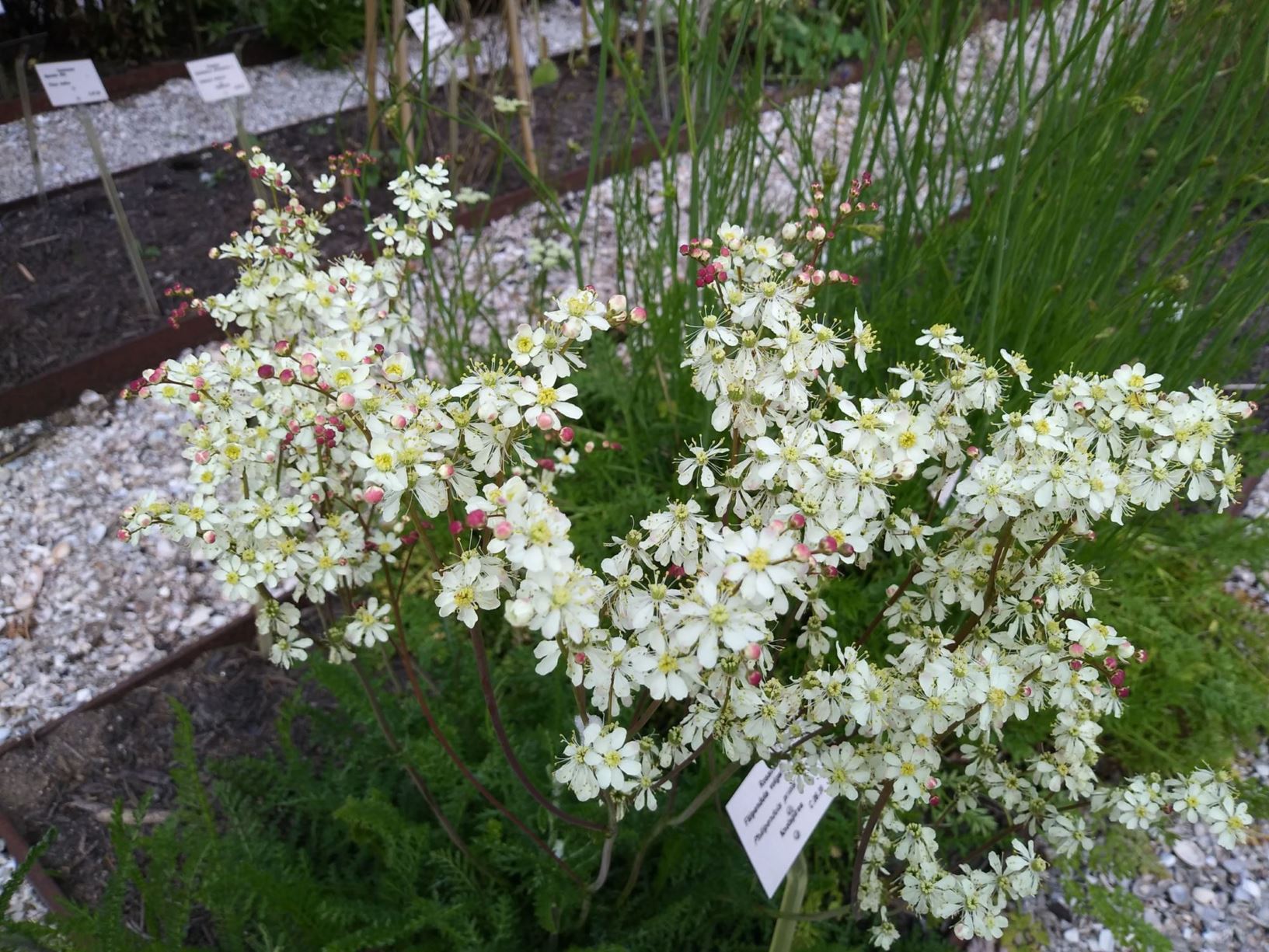 Filipendula vulgaris