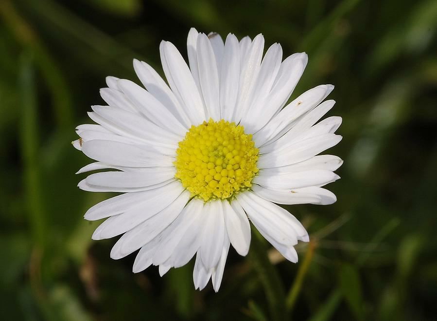 Bellis perennis - Madeliefje, Meizoentje, Common daisy