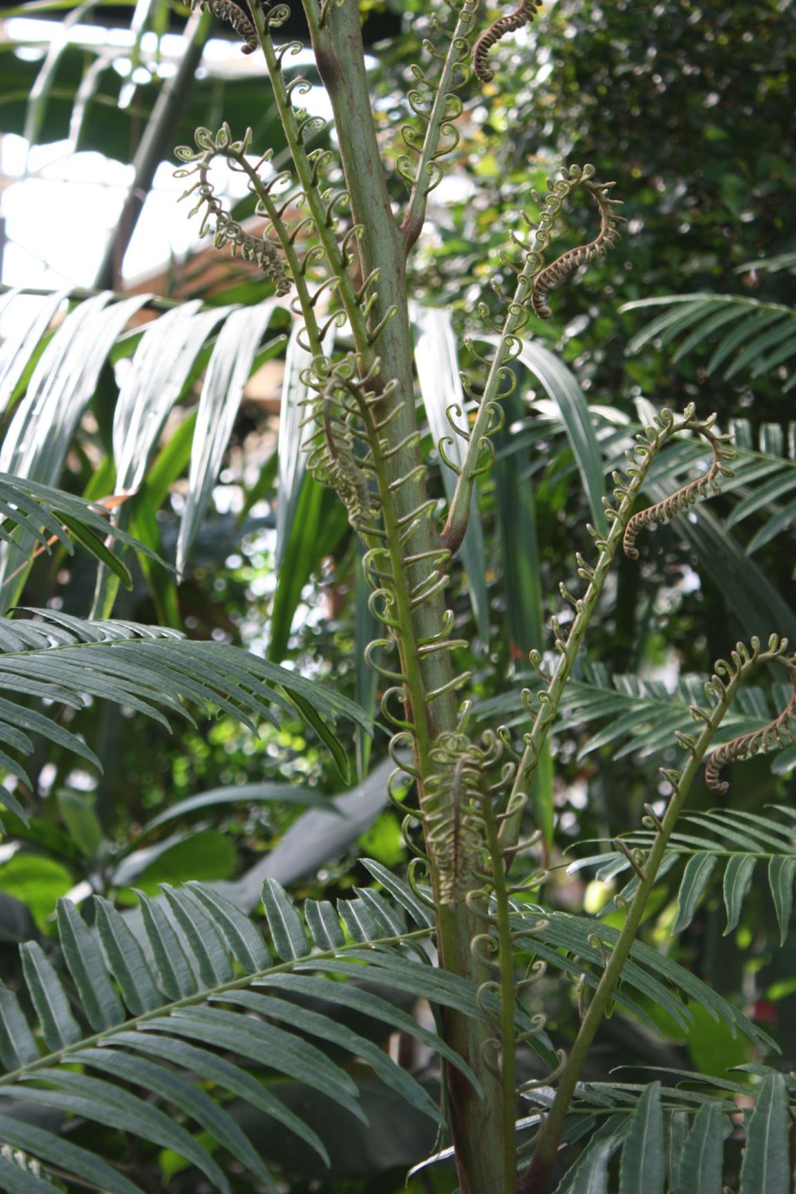 Angiopteris Arborescens Reuzenvaren Turnip Fern Giant Fern King Fern Foug Re Royale