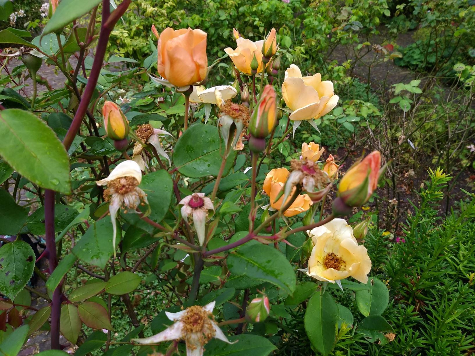 Rosa Mrs Oakley Fisher Hortus Botanicus Leiden Netherlands rosa-mrs-oakley-fisher-hortus-botanicus-leiden-netherlands