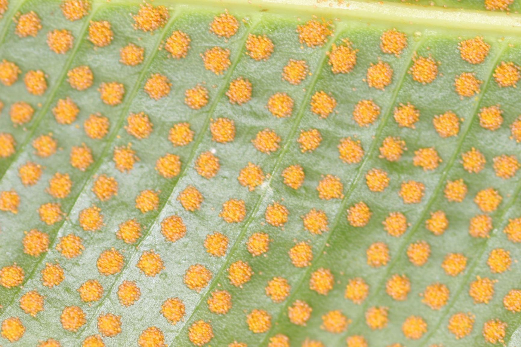Campyloneurum phyllitidis