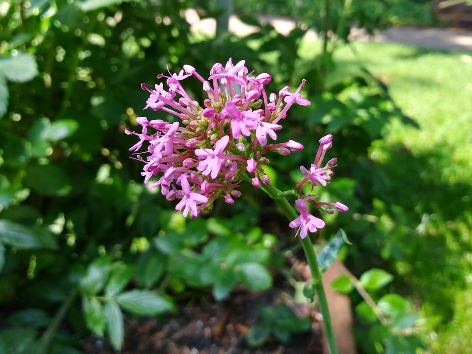 Centranthus ruber - Rode spoorbloem, Red valerian, Jupiter's beard, Fox's brush