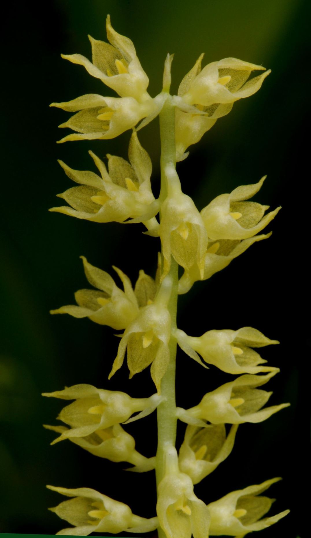 Bulbophyllum flavescens