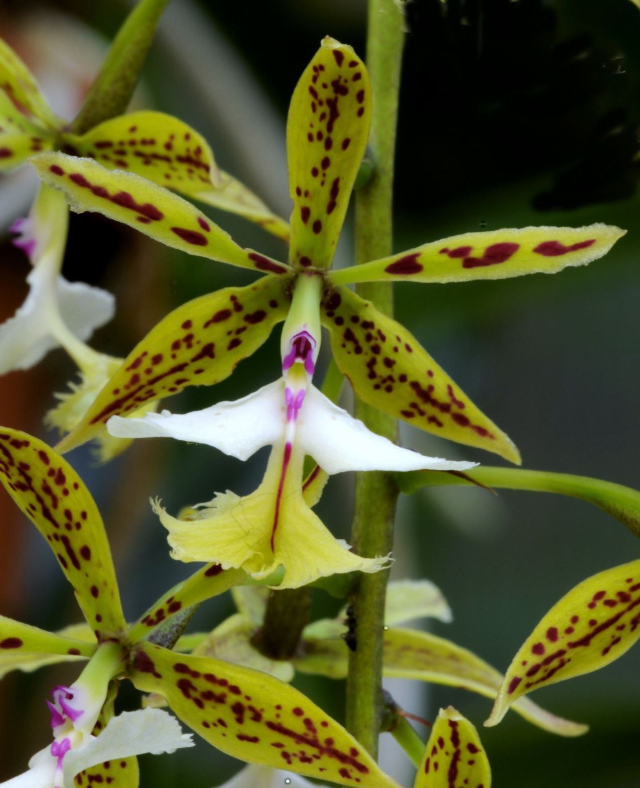 Epidendrum stamfordianum