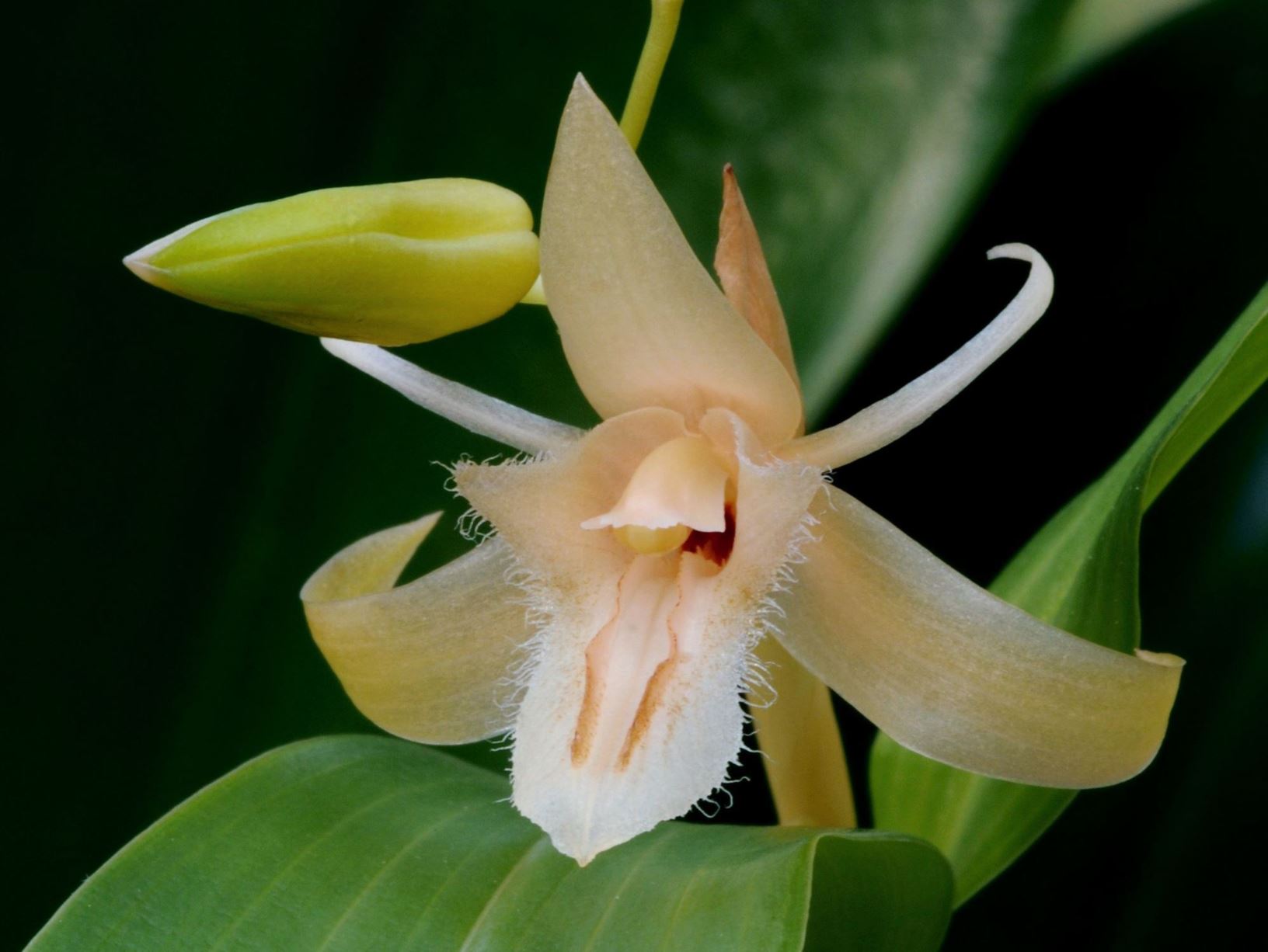 Coelogyne ovalis