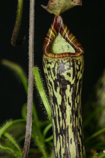 Nepenthes vogelii