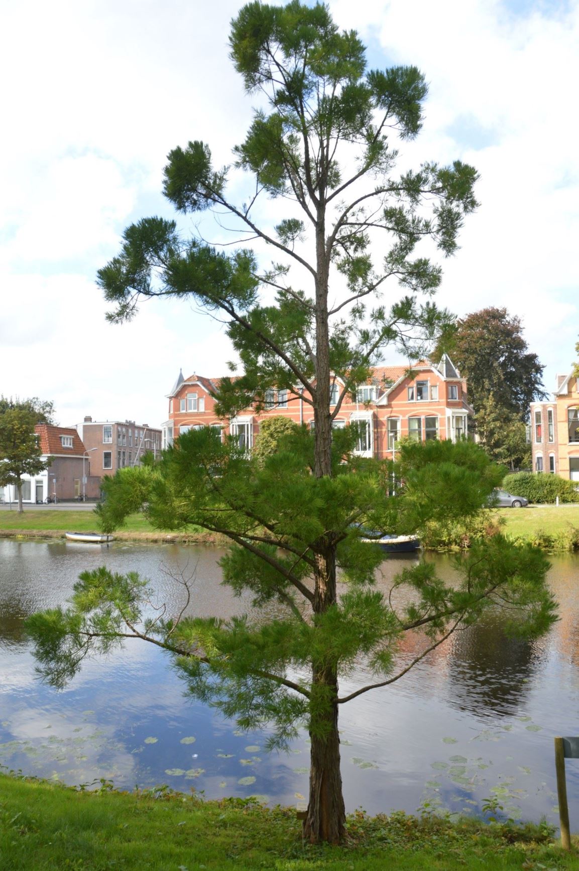 Glyptostrobus pensilis - Chinese Moerascipres, Chinese Swamp Cypress, 水松 shui song