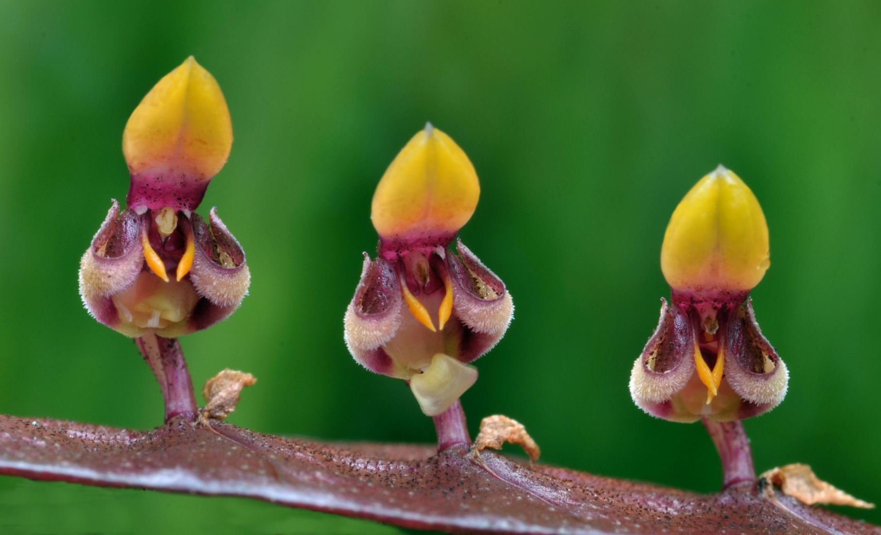 Bulbophyllum falcatum var. falcatum