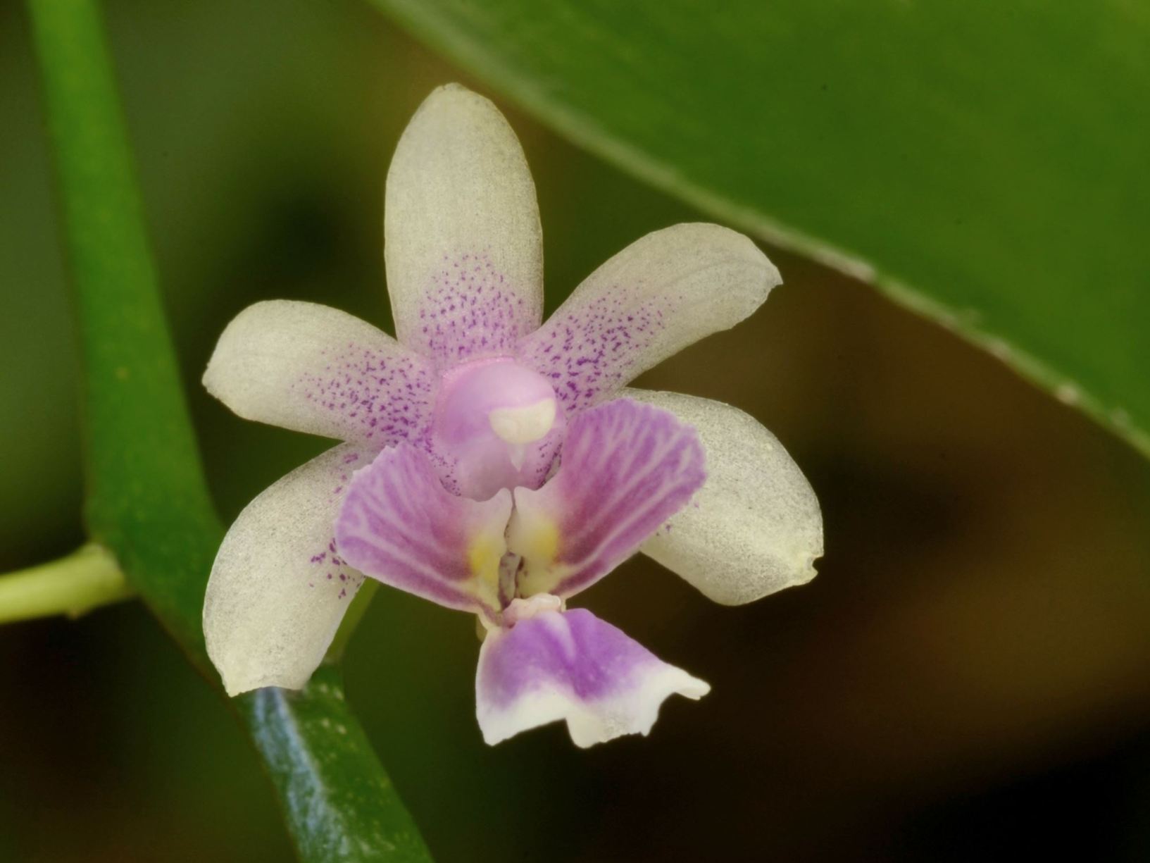 Phalaenopsis deliciosa
