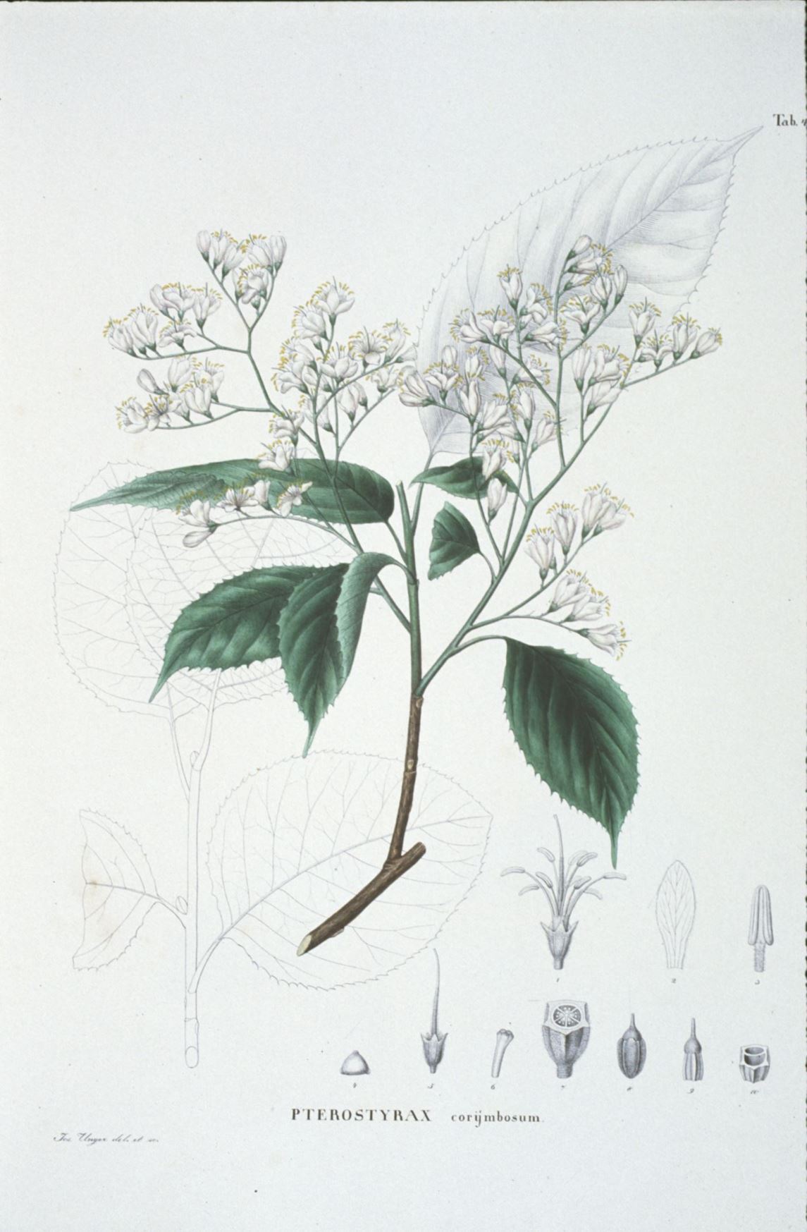 Pterostyrax corymbosus