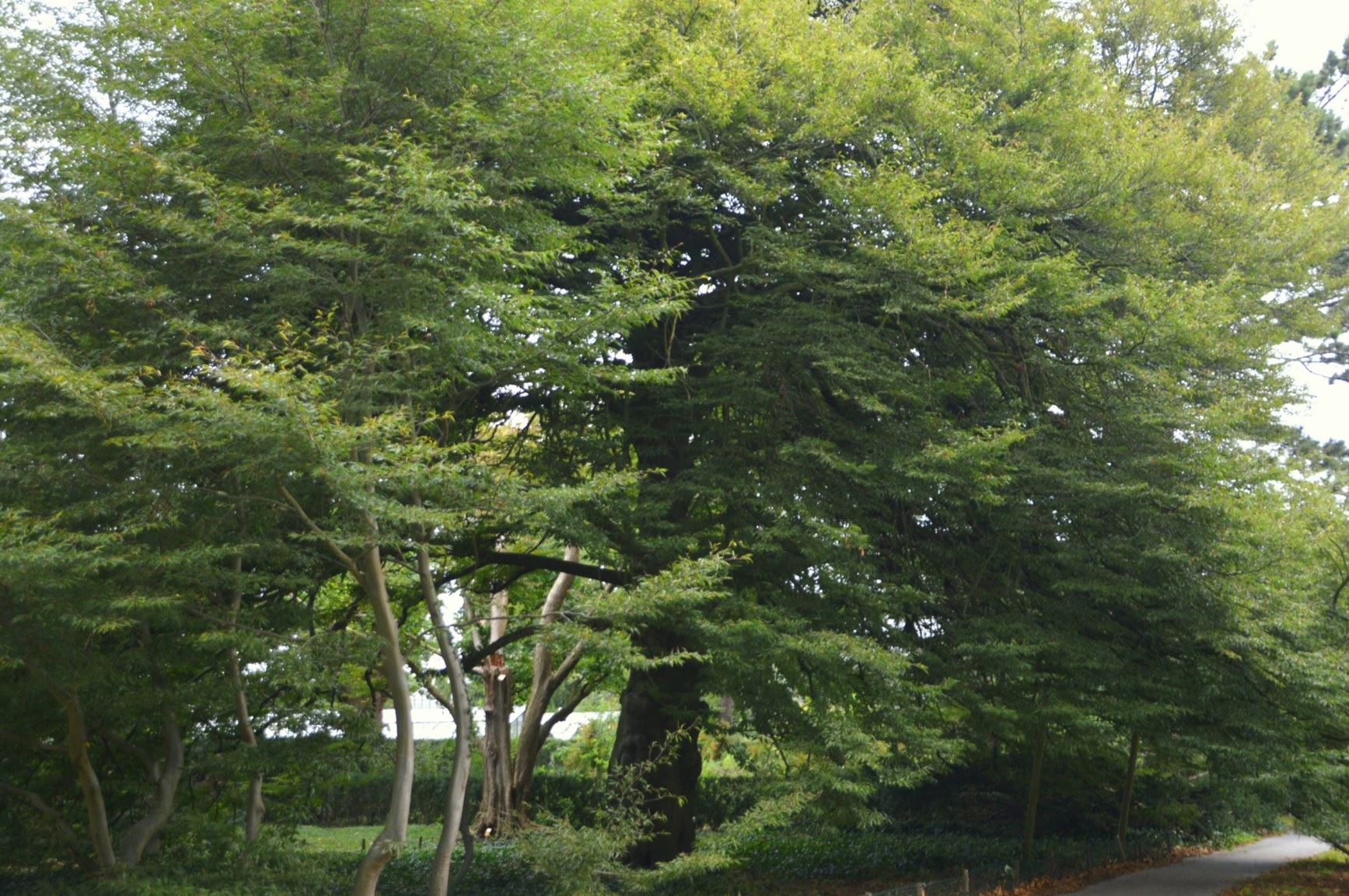 Fagus sylvatica 'Aspleniifolia'