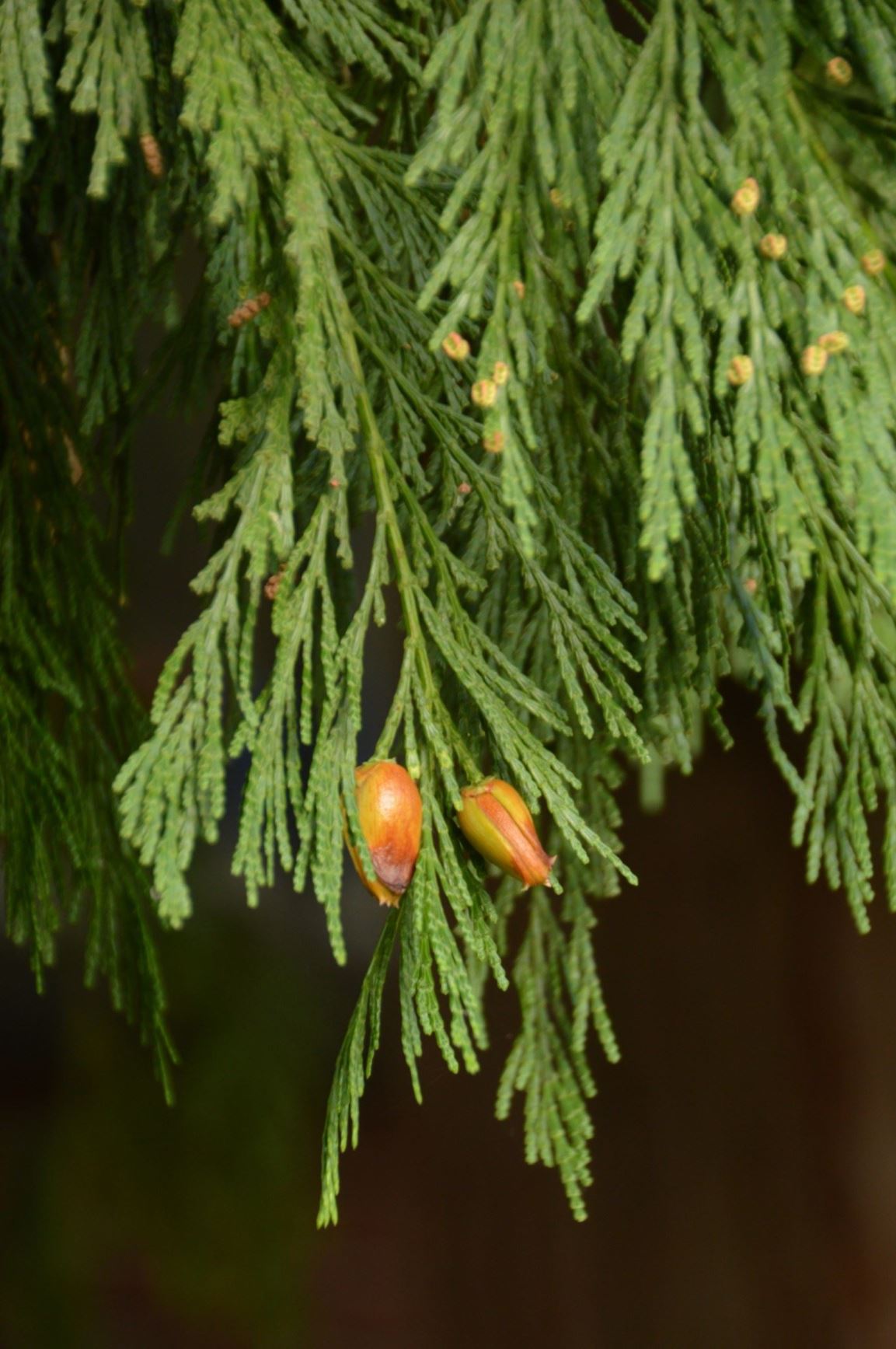 Calocedrus decurrens