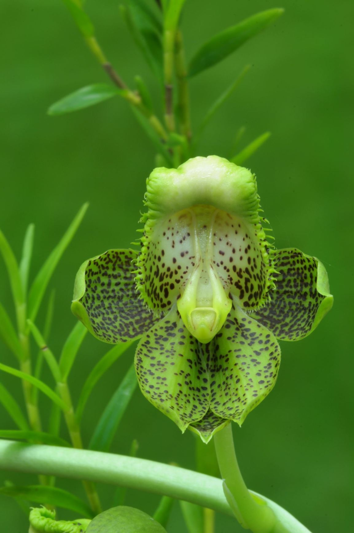 Catasetum atratum