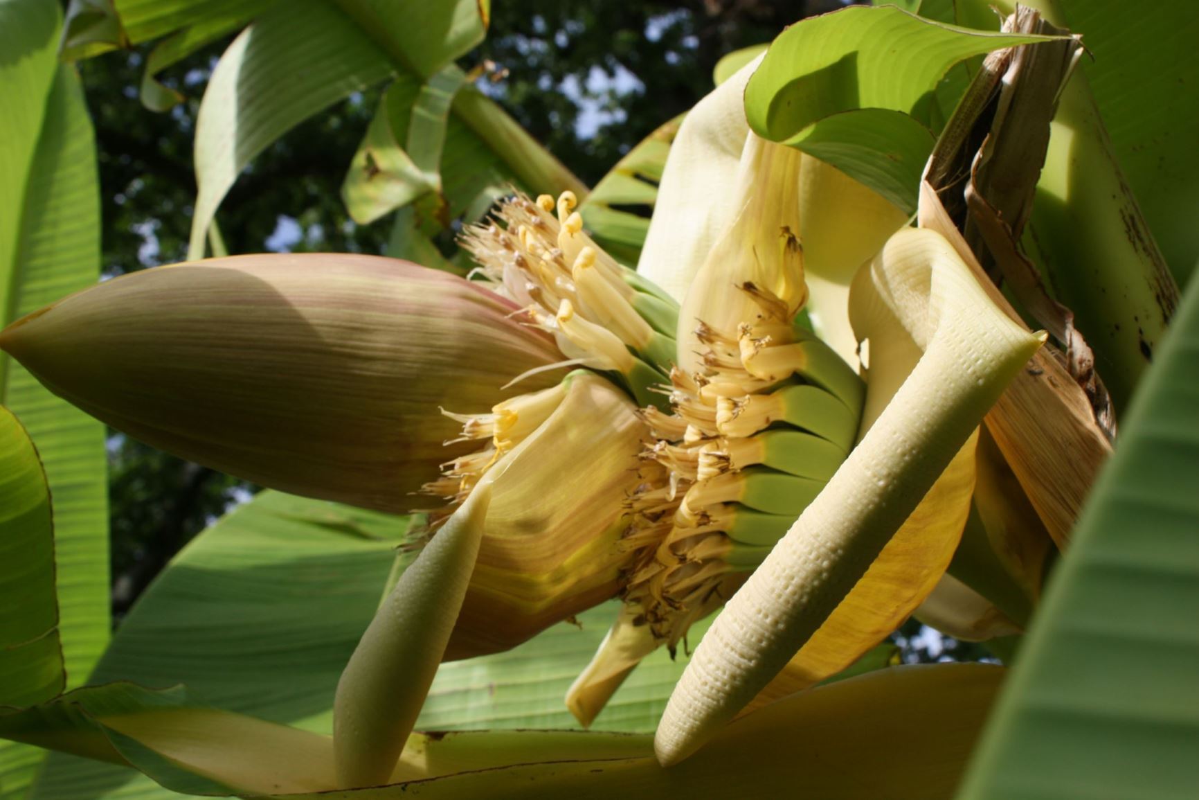 Musa basjoo - Japanse banaan | Hortus Botanicus Leiden, Netherlands