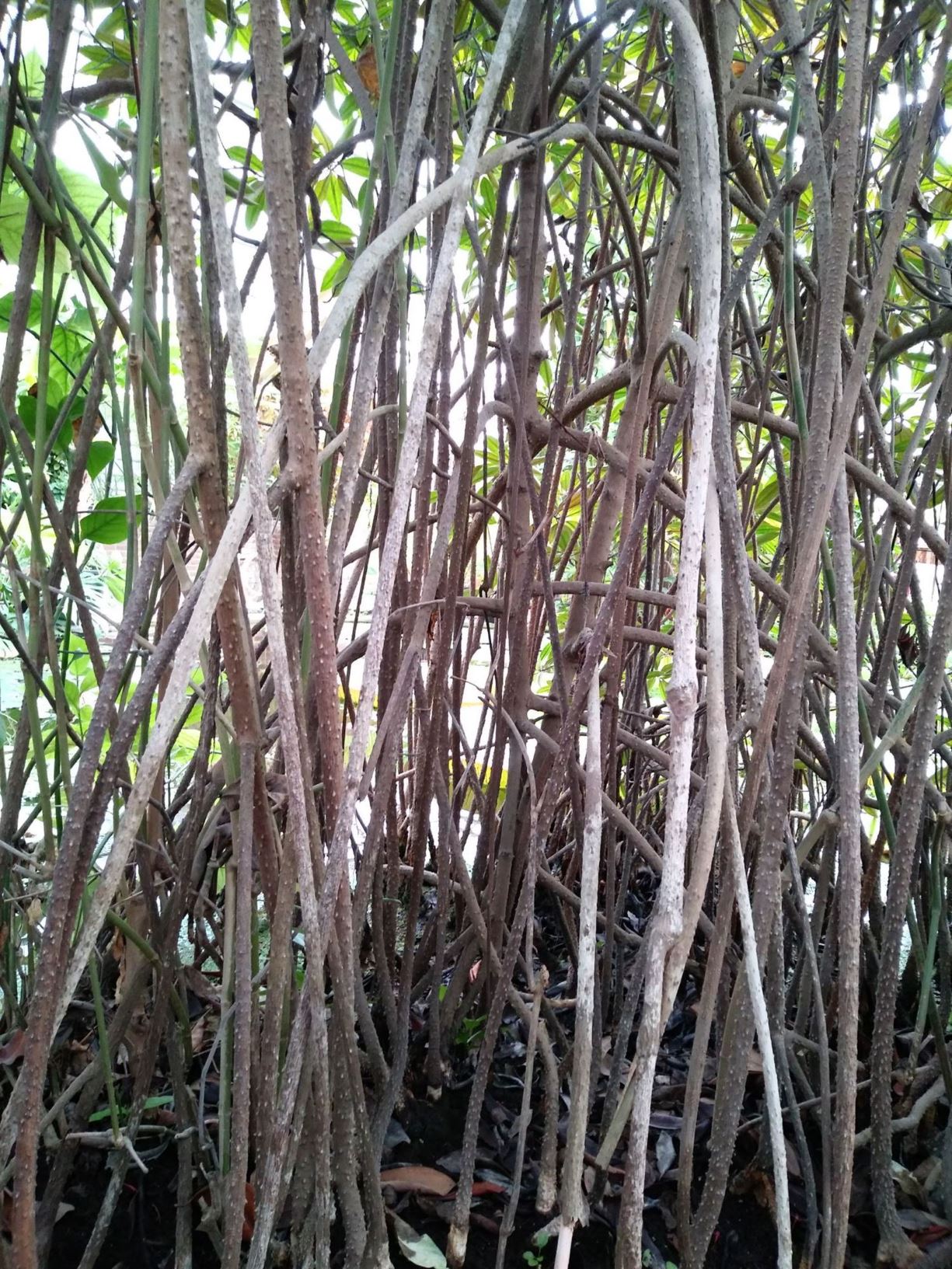 Rhizophora mucronata - Wortelboom; Mangrove