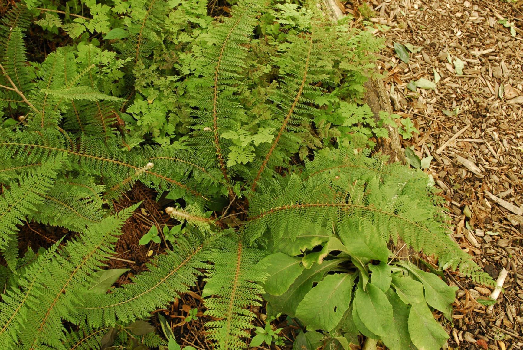 Polystichum setiferum 'Mrs. Patty'