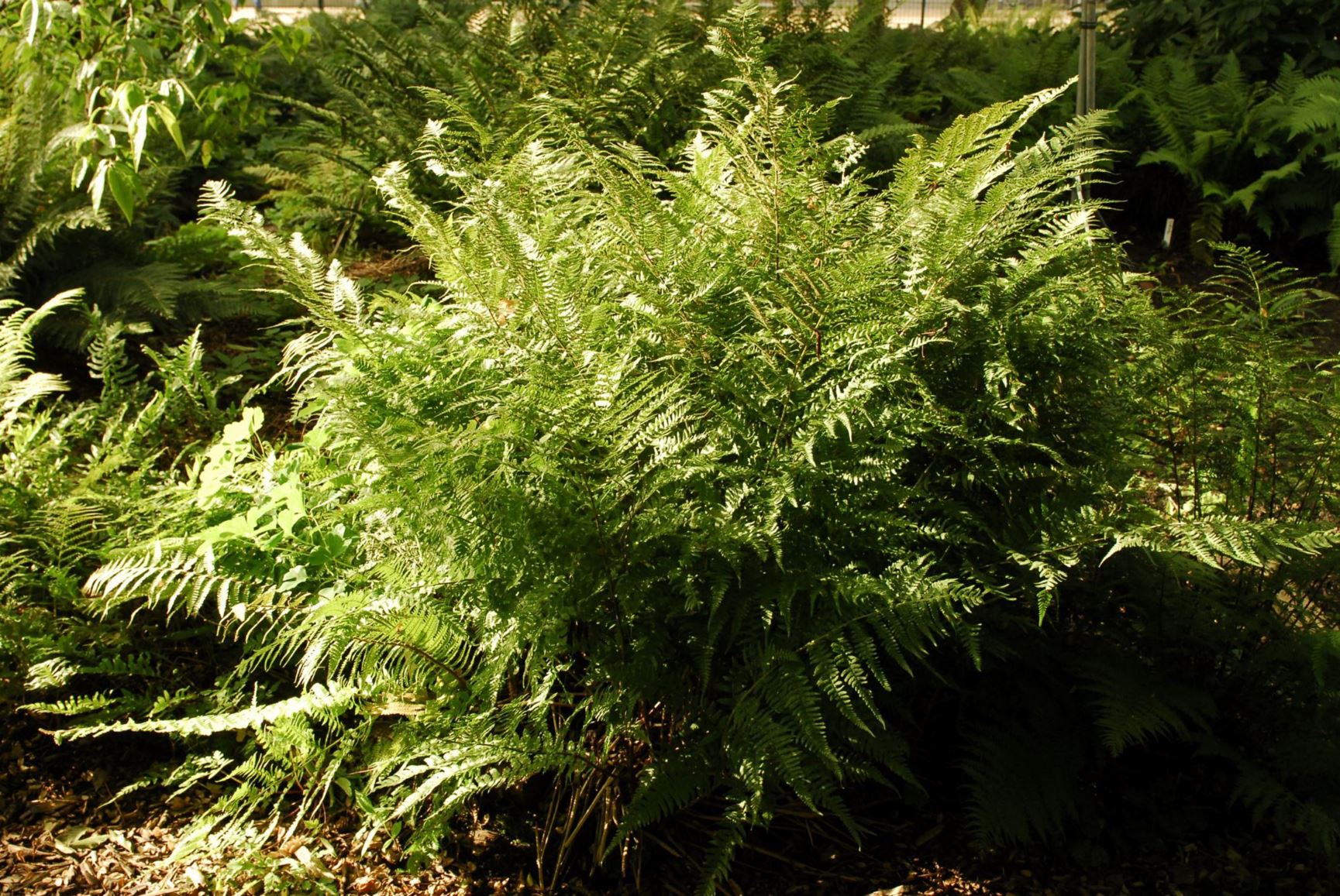 Polystichum setiferum
