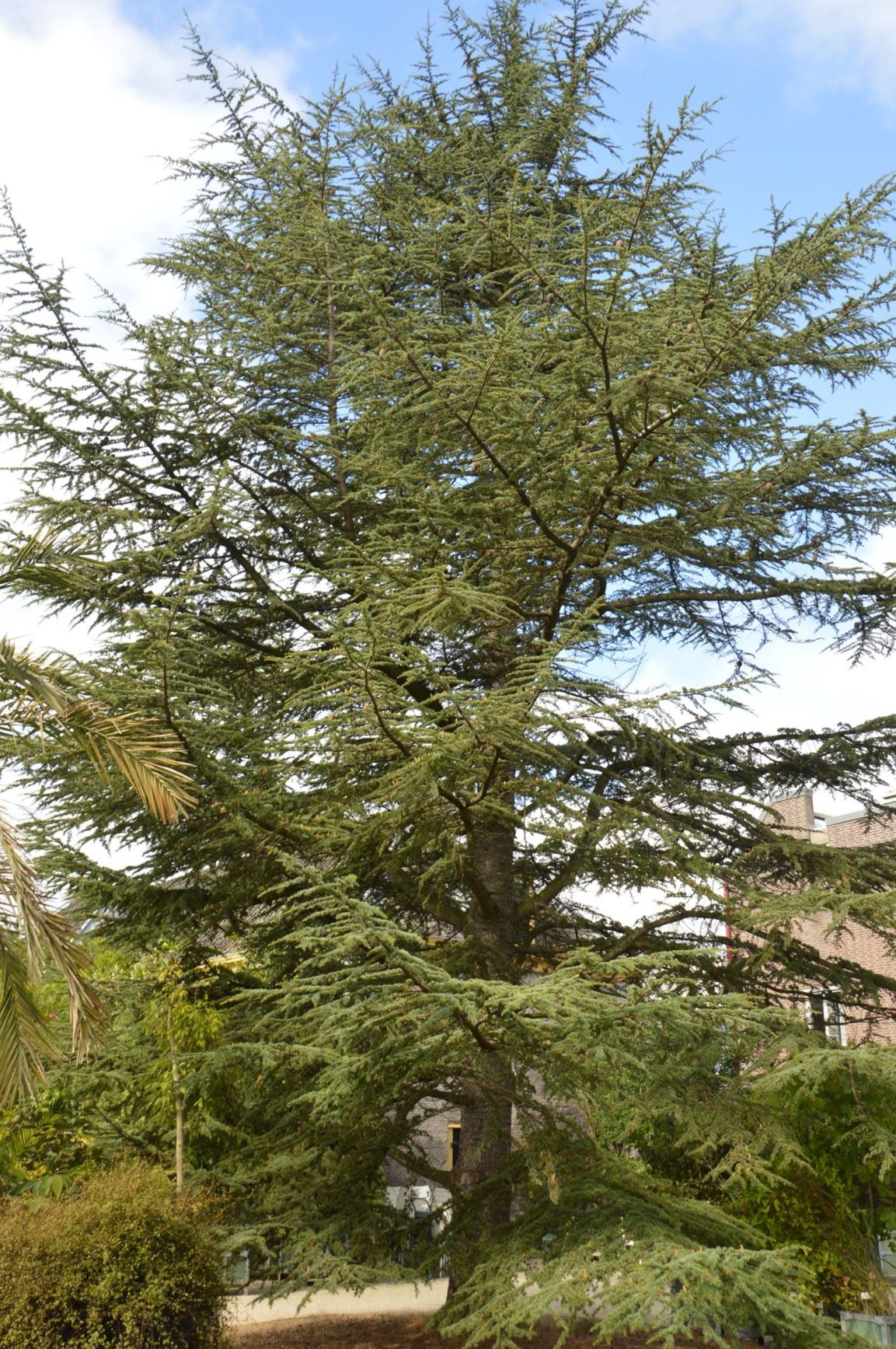 Cedrus libani - Libanonceder, Cedar of Lebanon | Hortus Botanicus ...