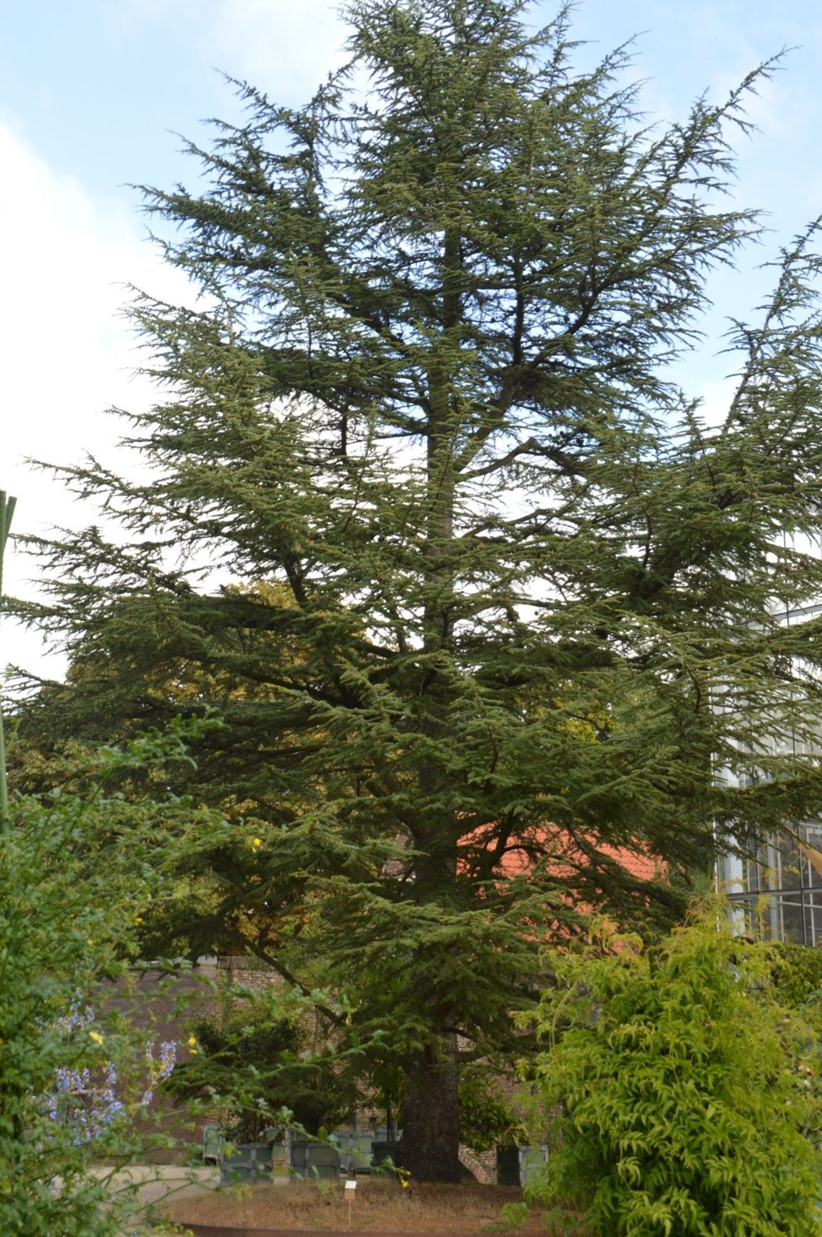 Cedrus libani - Libanonceder, Cedar of Lebanon | Hortus Botanicus ...