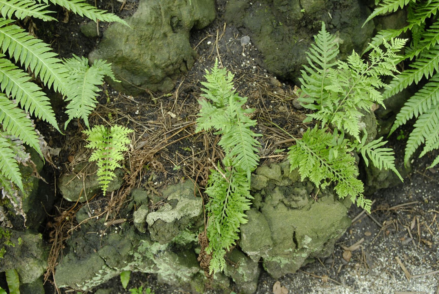 Polypodium × mantoniae 'Cornubiense'