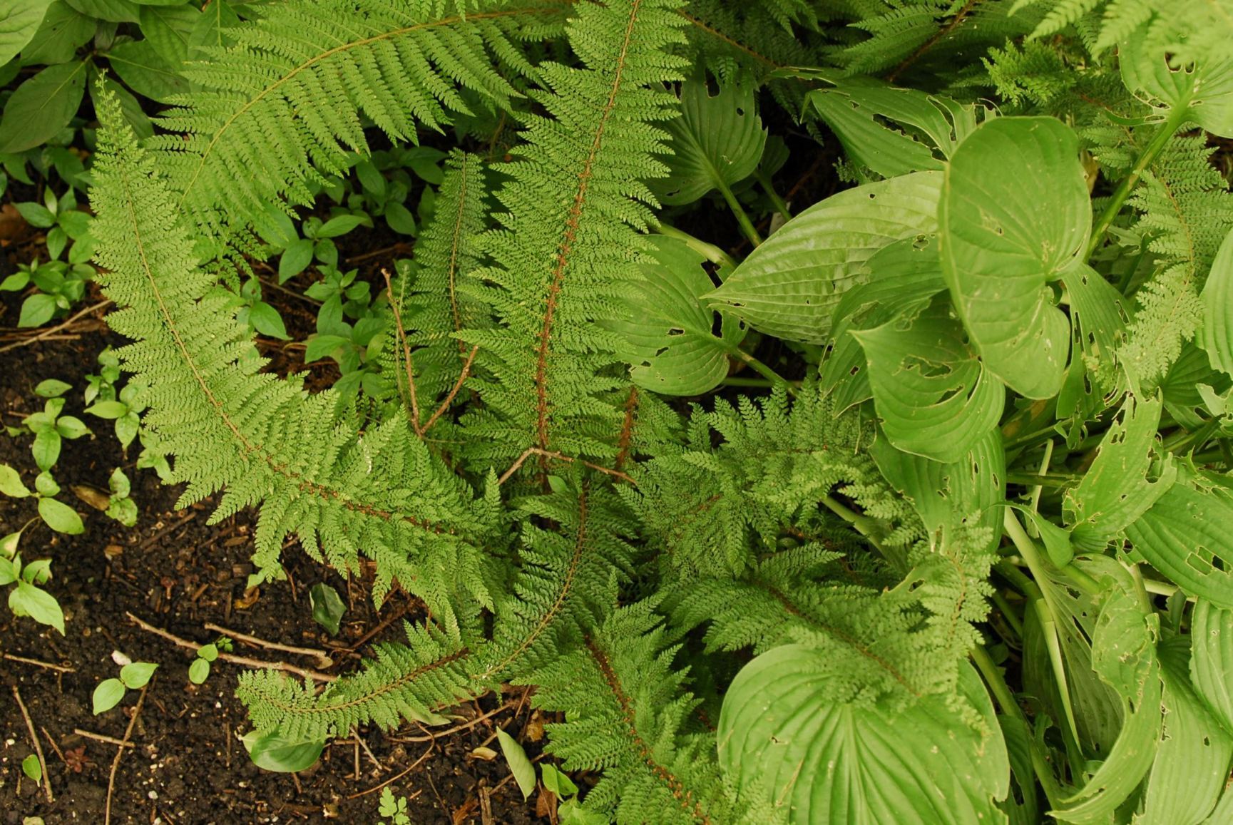Polystichum setiferum 'Divisilobum'