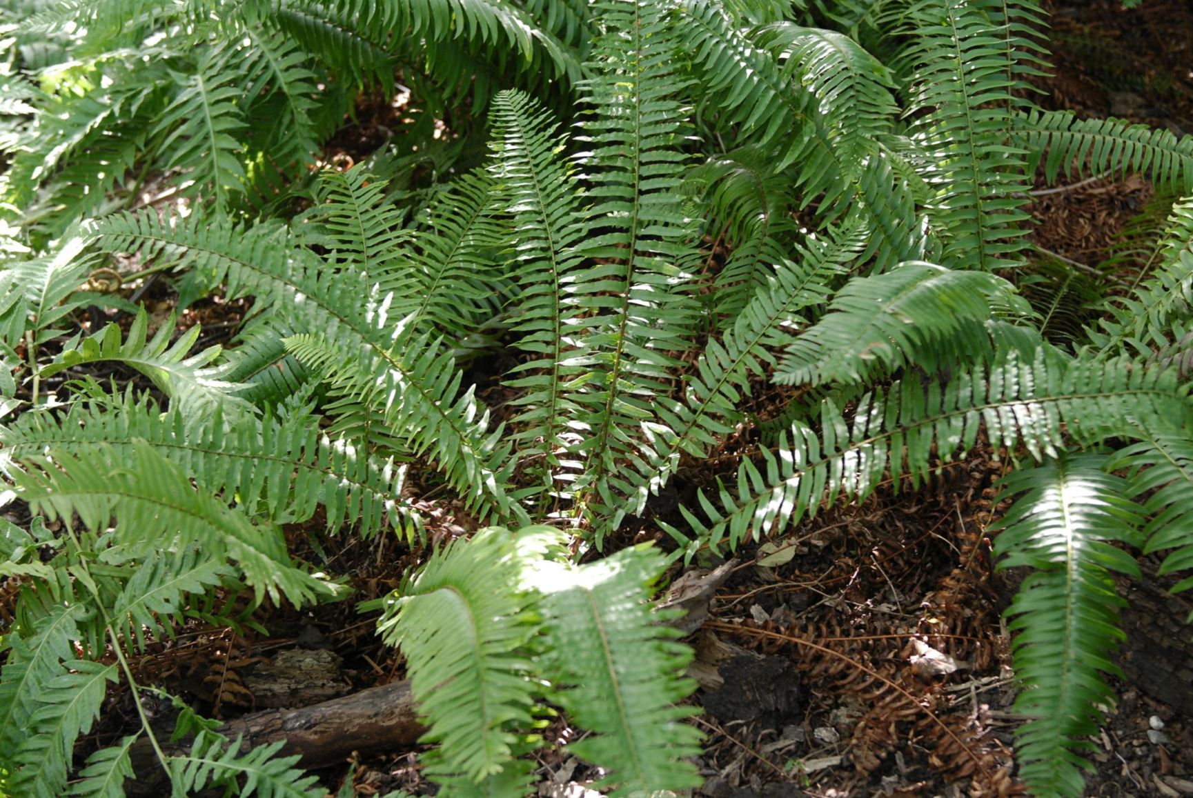 Polystichum munitum