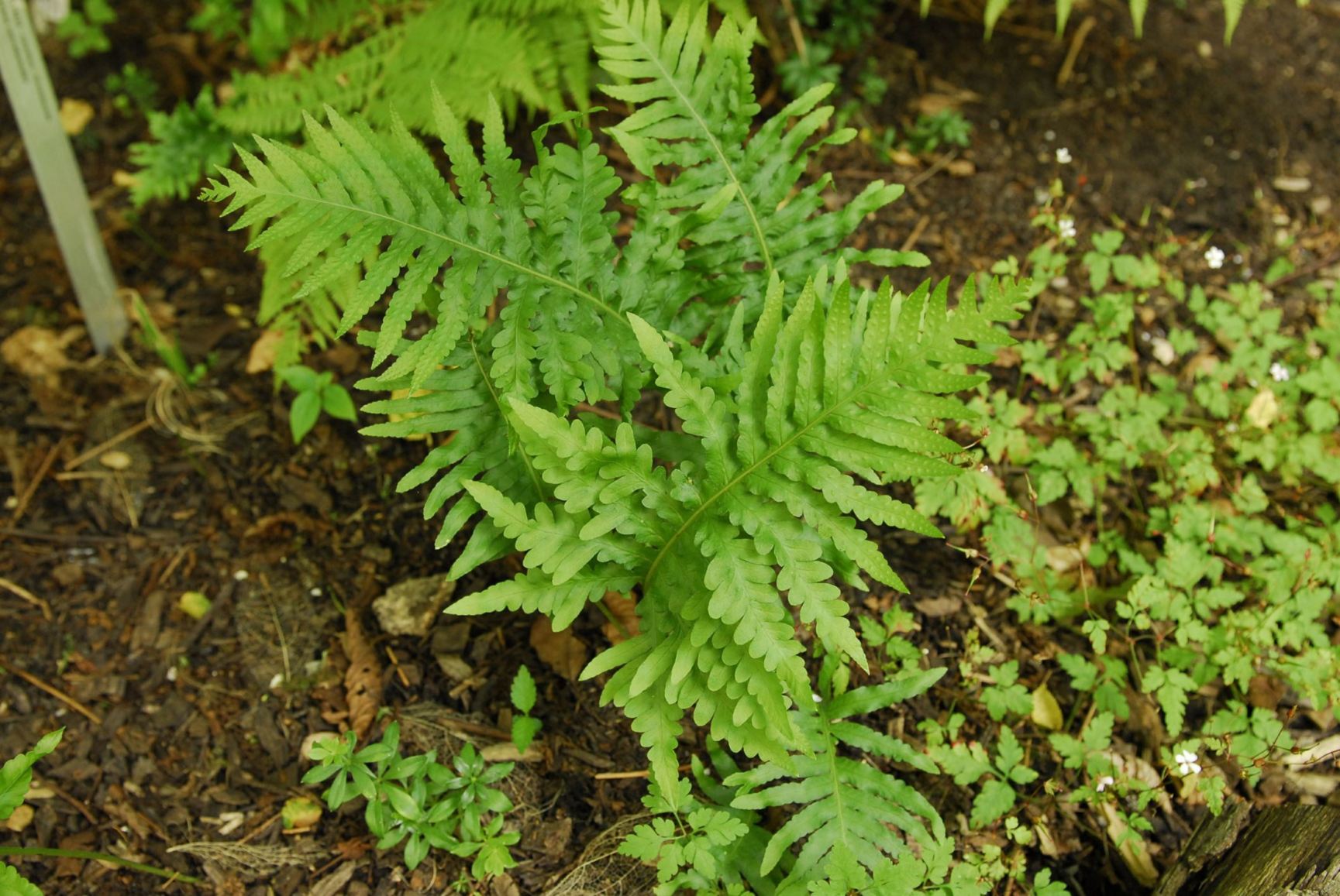 Polypodium cambricum 'Cornubiense Grandiceps'