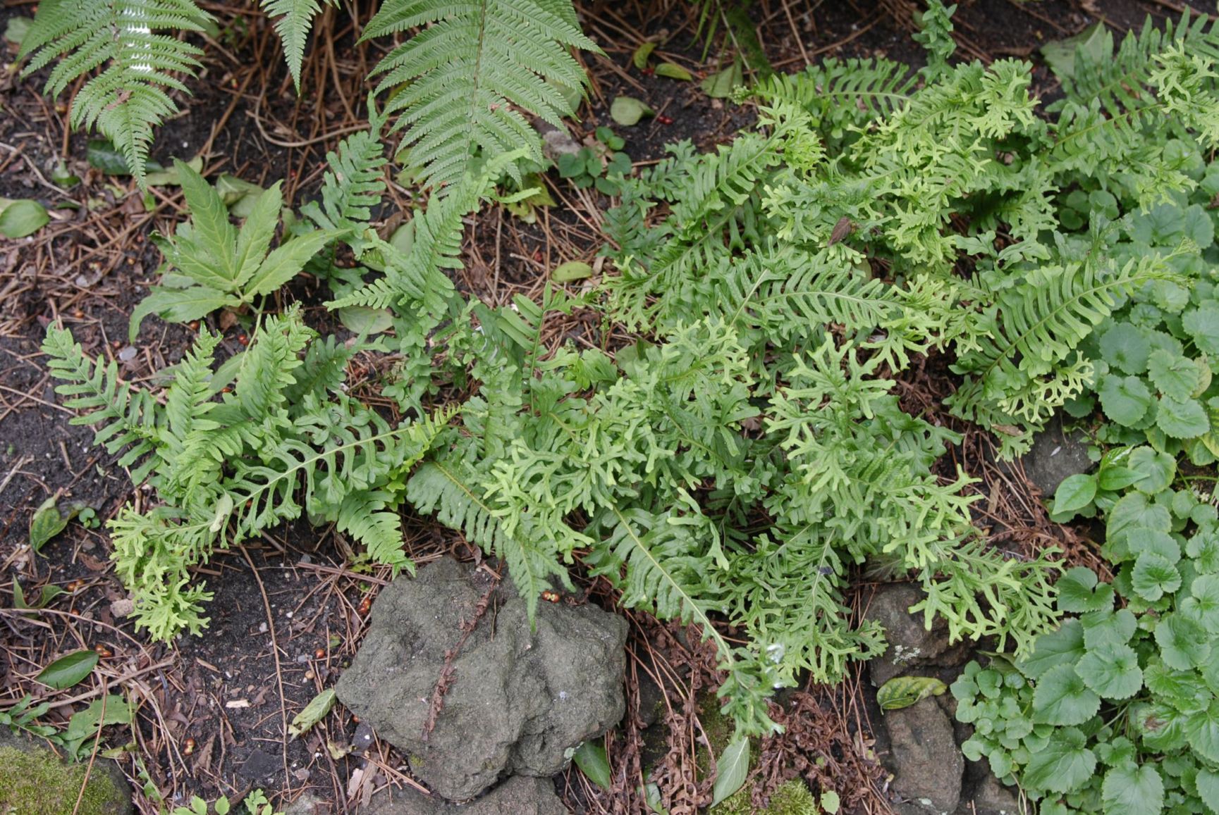 Polypodium × mantoniae 'Bifido-grandiceps'