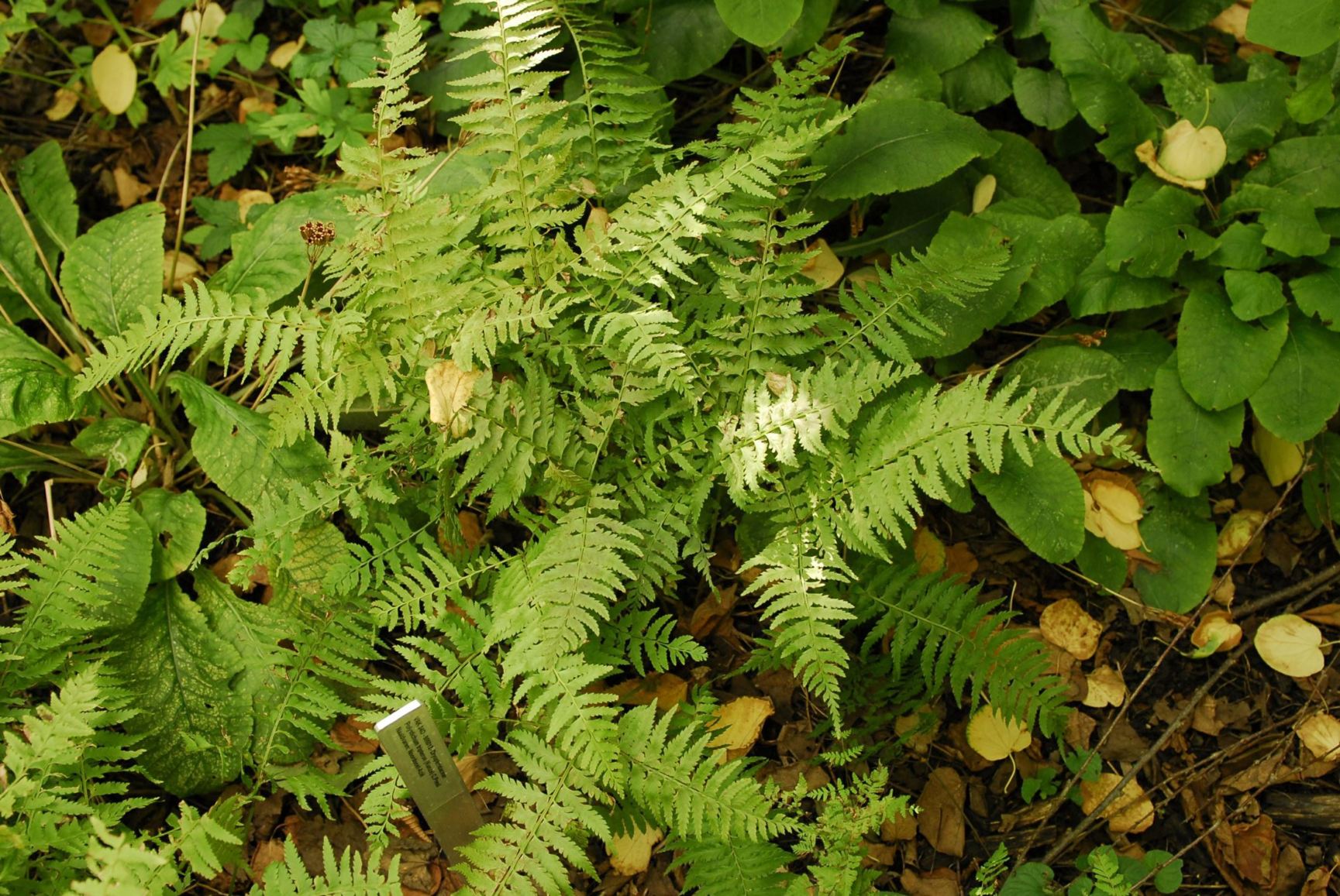 Polystichum tripteron