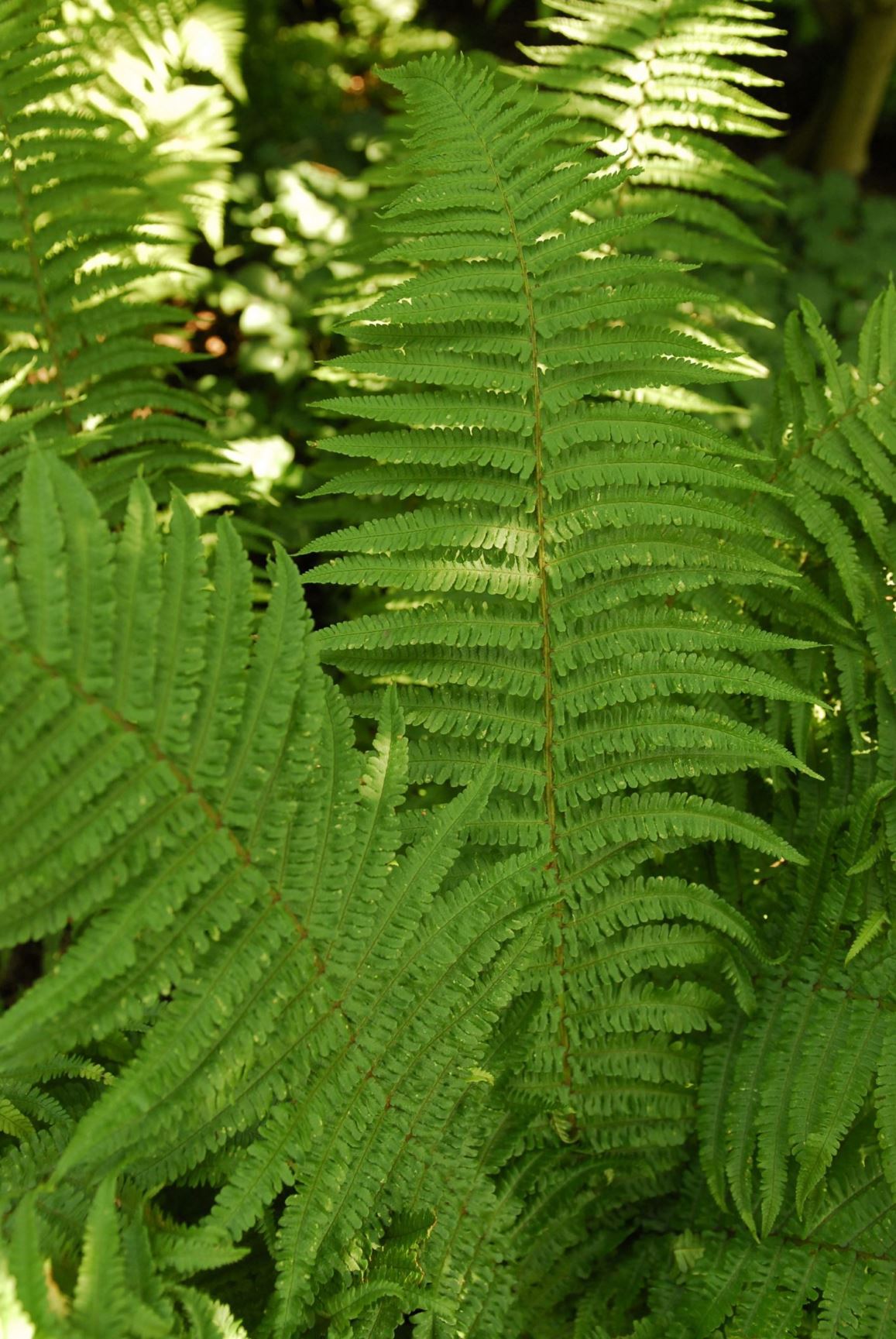 Dryopteris wallichiana - Niervaren, 大羽鳞毛蕨 da yu lin mao jue | Hortus ...