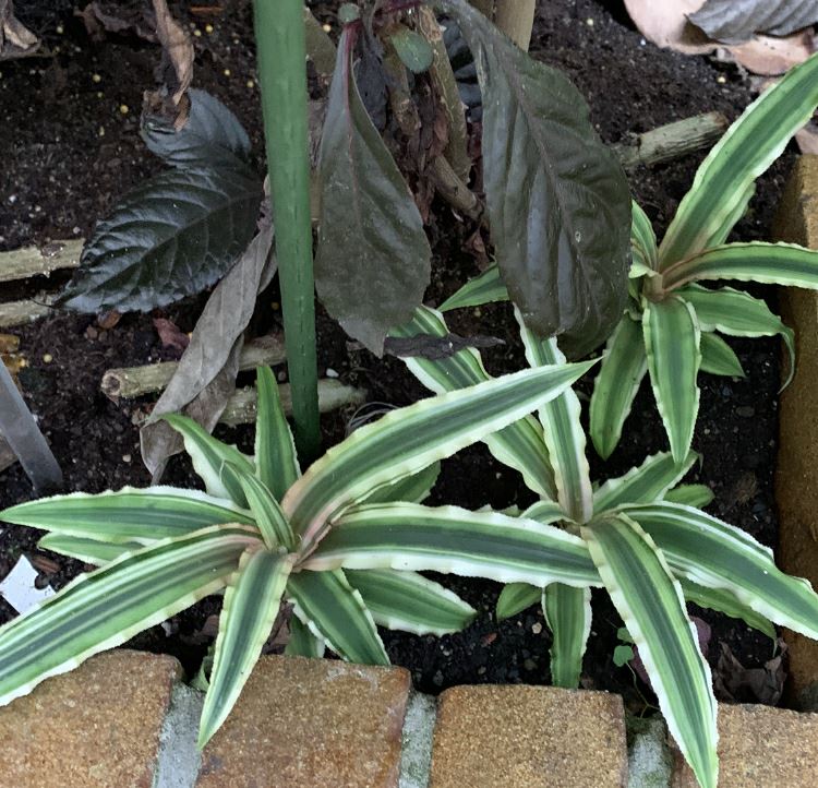 Cryptanthus bivittatus 'Minor'