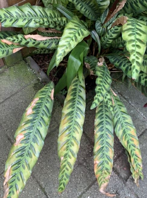 Goeppertia insignis - Rattlesnake plant, maranta cascavel