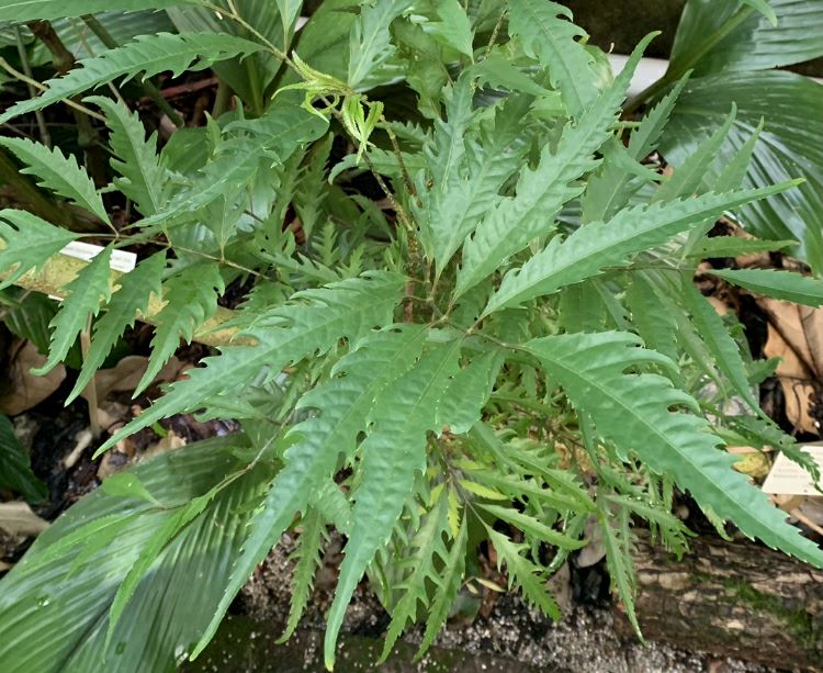 Polyscias filicifolia - Fern-leaf aralia