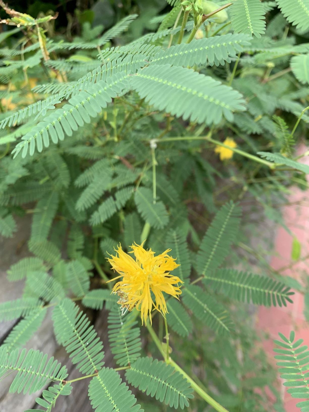 Neptunia oleracea Watermimosa, Water mimosa Hortus Botanicus Leiden