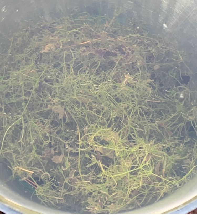 Chara vulgaris - Kranswier, Gewoon kransblad, Common stonewort