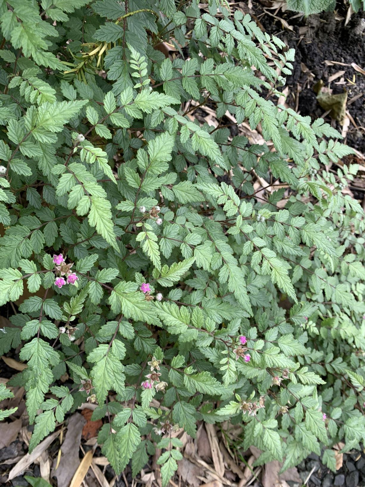 Rubus thibetanus 'Silver Fern' - Sierbraam, 西藏悬钩子