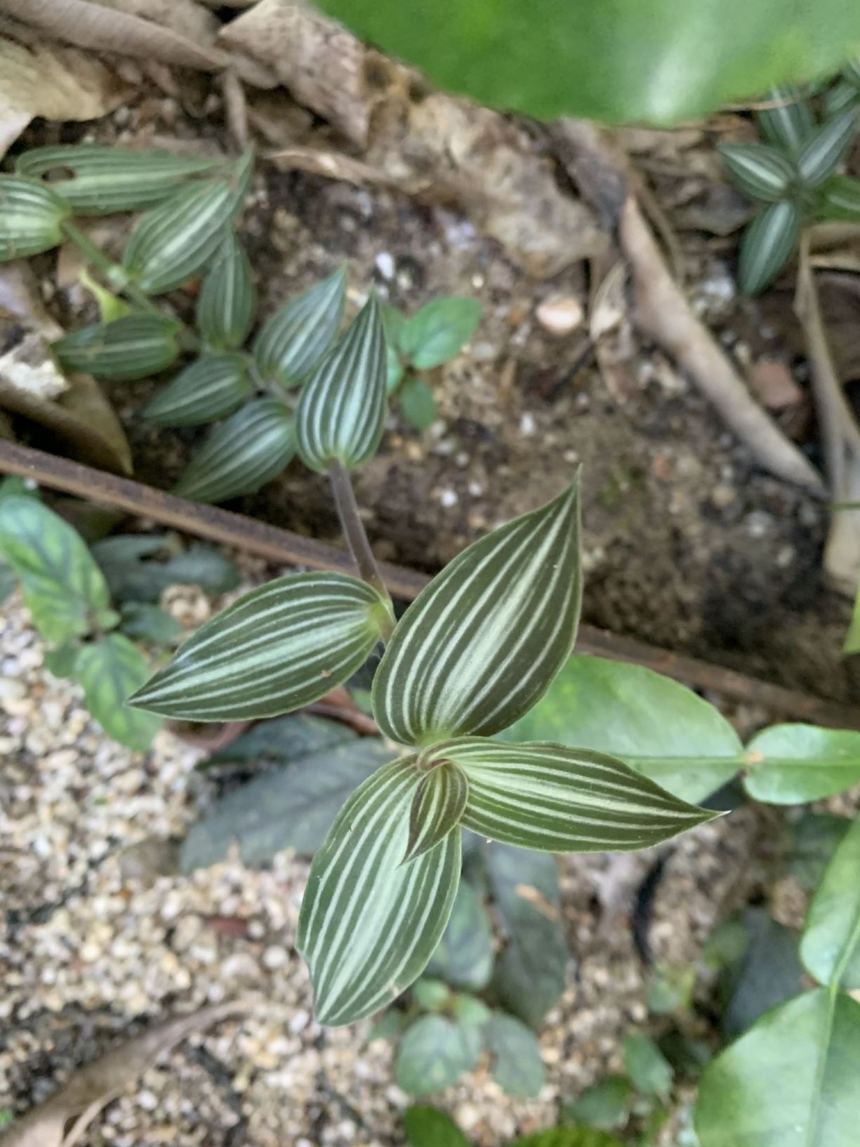 Callisia gentlei var. elegans