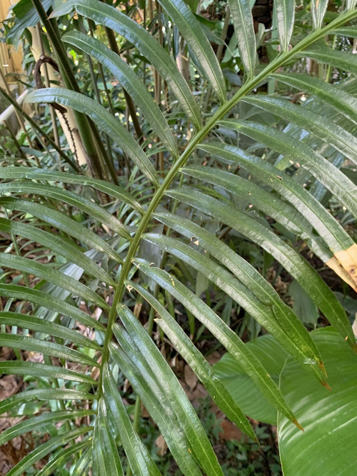 Cycas thouarsii