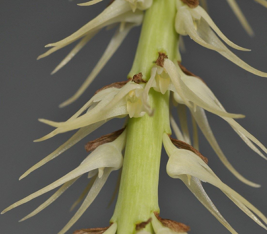 Bulbophyllum cocoinum