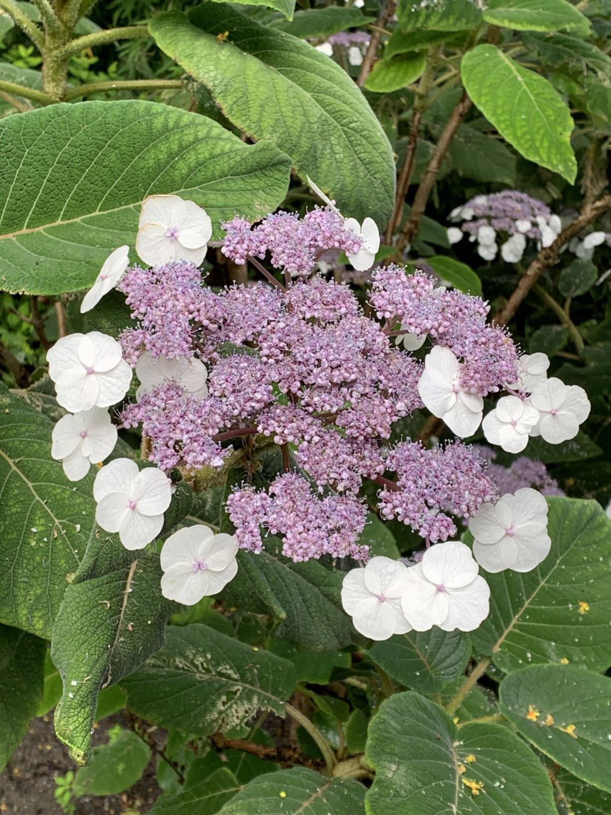 Hydrangea sargentiana - Hortensia, 紫彩绣球 zi cai xiu qiu