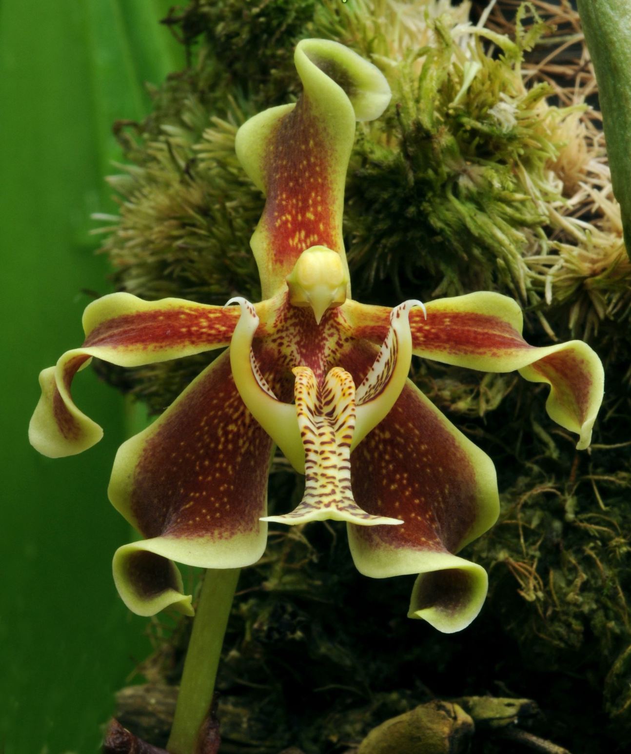 Paraphalaenopsis labukensis