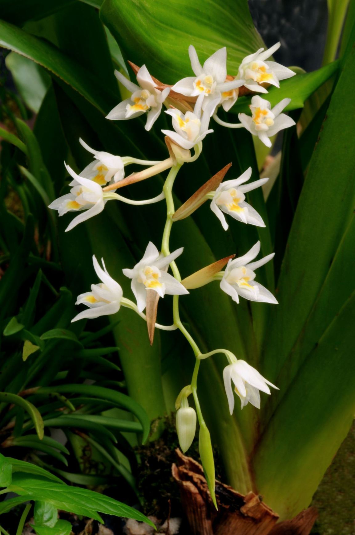 Coelogyne flexuosa