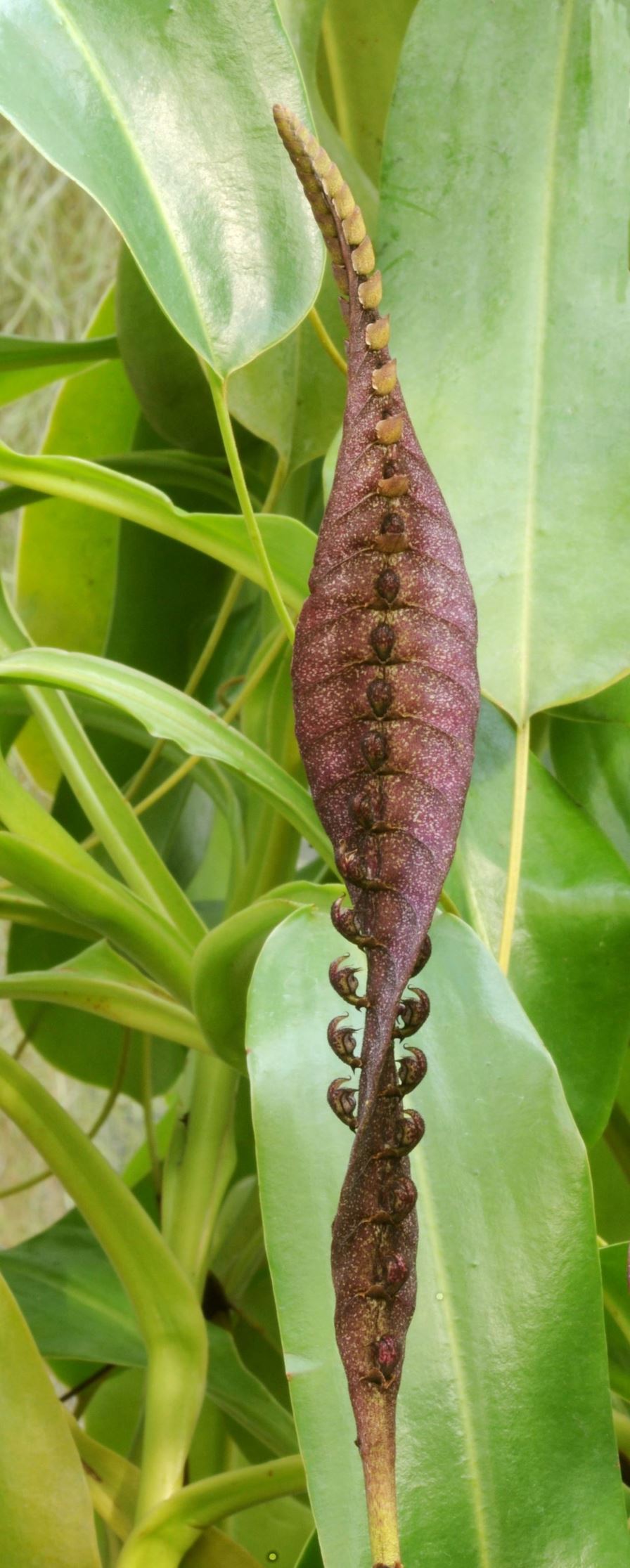 Bulbophyllum purpureorhachis