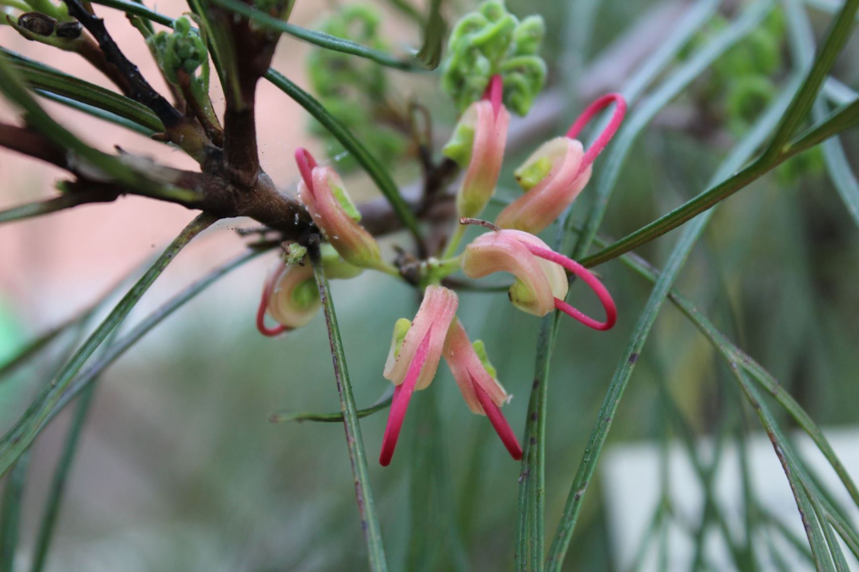 Grevillea johnsonii - Australische Zilvereik, Johnson's Grevillea