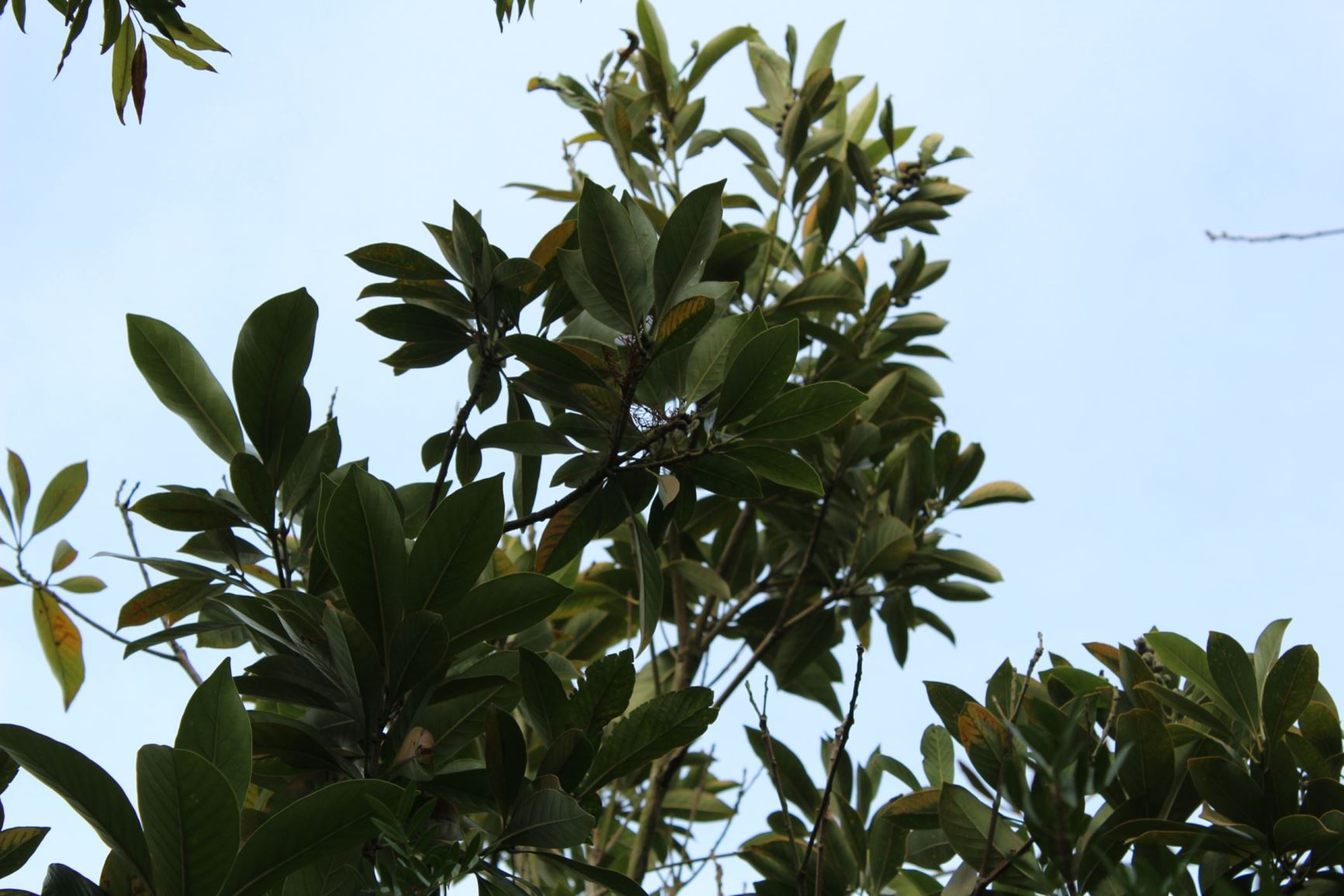 Lithocarpus edulis - マテバシイ matebashi