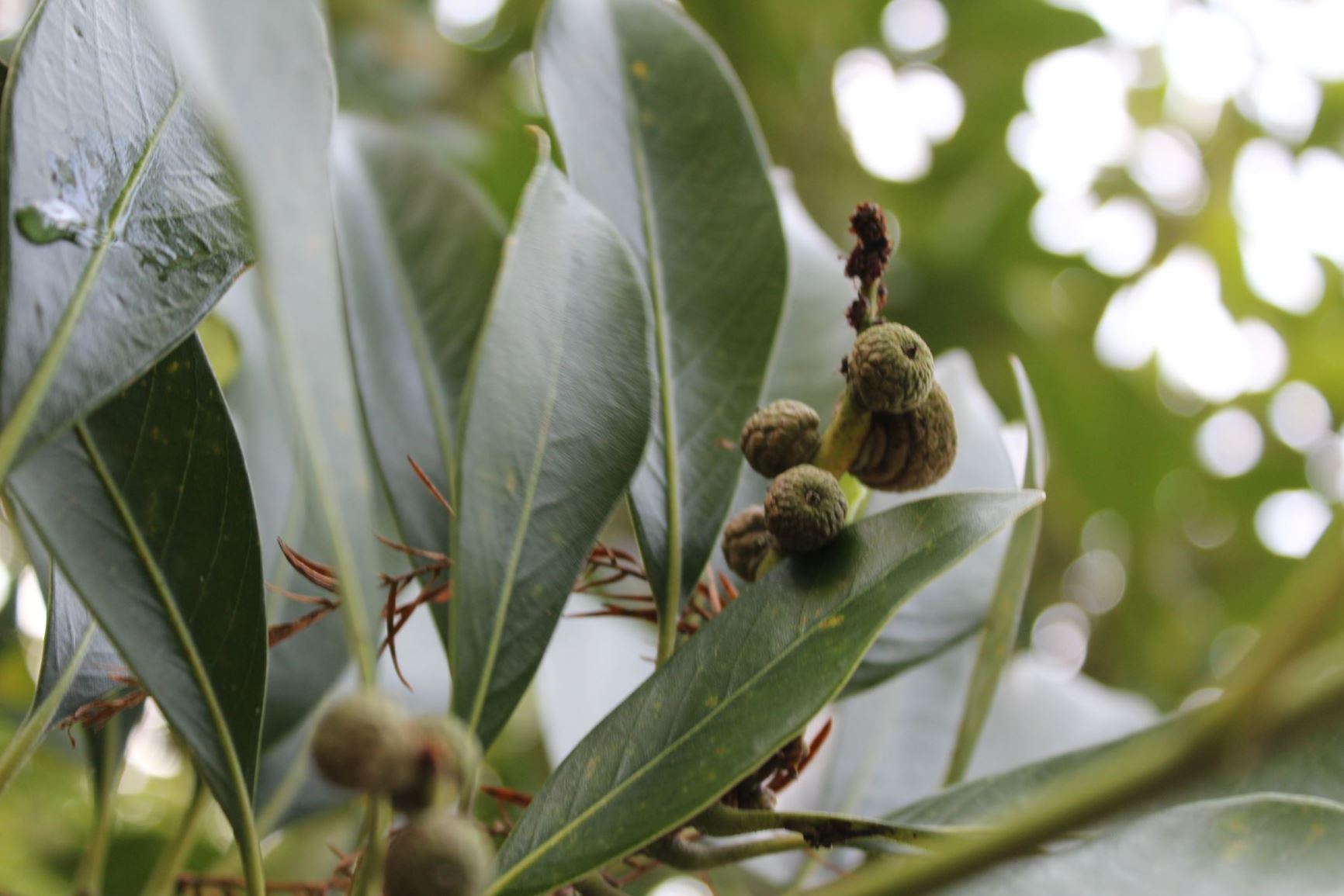 Lithocarpus edulis | Hortus Botanicus Leiden, Netherlands